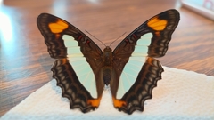 Adelpha iphicleola