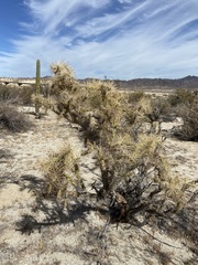 Cylindropuntia molesta molesta