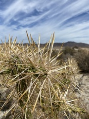 Cylindropuntia molesta molesta