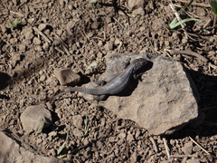 Liolaemus nigroviridis