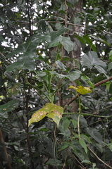 Montrichardia arborescens