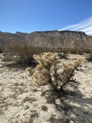 Cylindropuntia molesta molesta