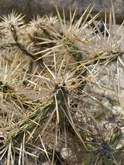Cylindropuntia molesta molesta