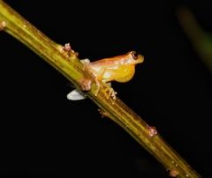 Dendropsophus nanus
