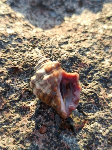 Mexacanthina angelica observed 2020-10-31