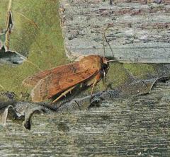 Agrochola pistacinoides