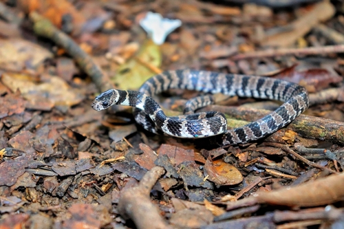 Photo of a Brazilian Snail Eater (Dipsas mikanii)