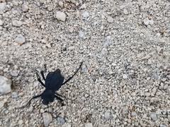 Philolithus aegrotus