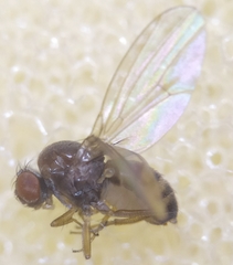 Drosophila testacea