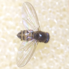 Drosophila testacea