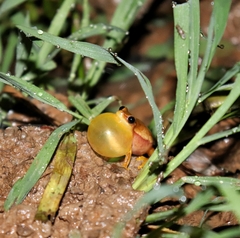 Dendropsophus rubicundulus