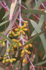 Eucalyptus stricklandii