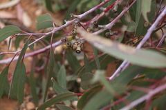 Eucalyptus stricklandii