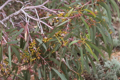 Eucalyptus stricklandii