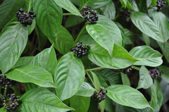 Palicourea gracilenta