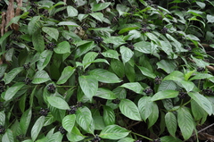 Palicourea gracilenta