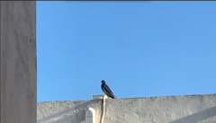 Columba livia domestica
