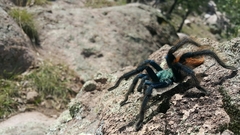 Aphonopelma mooreae