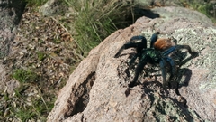 Aphonopelma mooreae