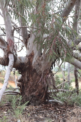 Eucalyptus stricklandii