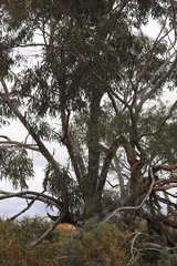 Eucalyptus stricklandii