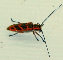 Saperda tridentata