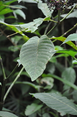 Palicourea guianensis