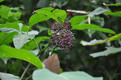 Palicourea guianensis