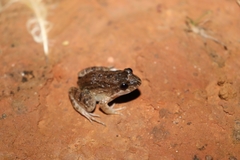 Leptodactylus podicipinus