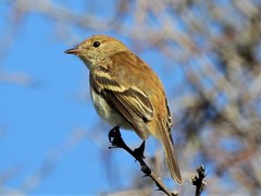 Bran-Colored Flycatcher photo 2