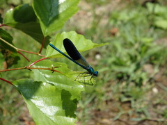 Calopteryx xanthostoma