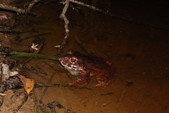 Leptodactylus labyrinthicus