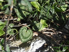 Cyclamen graecum