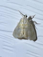 Glaphyria sesquistrialis