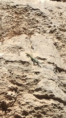 Anatololacerta pelasgiana