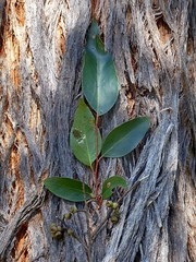 Eucalyptus globoidea