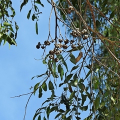 Eucalyptus globoidea