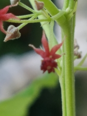 Ayenia abutilifolia