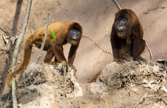 Alouatta