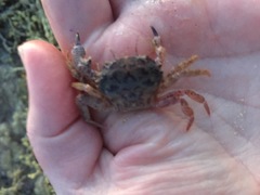 Nectocarcinus tuberculosus