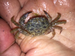 Nectocarcinus tuberculosus
