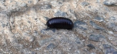 Arthrosphaera