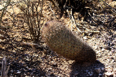 Echinomastus durangensis