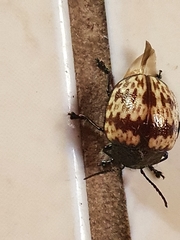 Platyphora rubropunctata