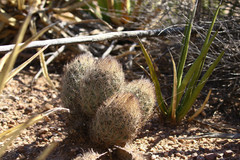 Echinomastus durangensis