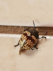 Platyphora rubropunctata