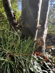 Pinus bungeana