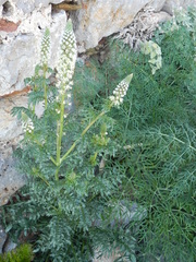 Reseda alba