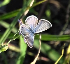 Echinargus isola