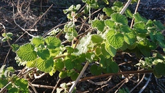 Pseudodictamnus hirsutus